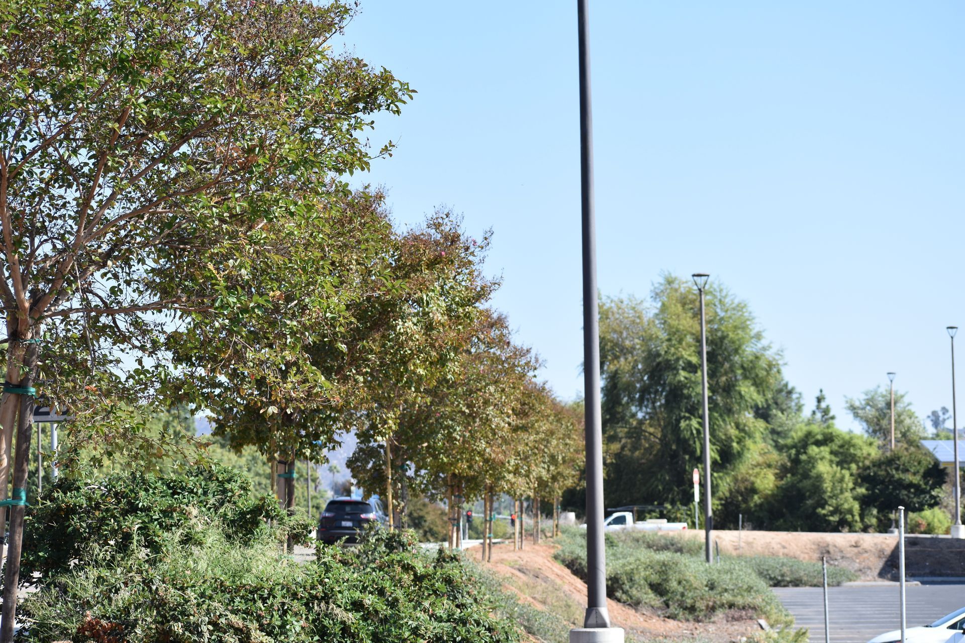 A parking lot with trees and a street light on a sunny day.
