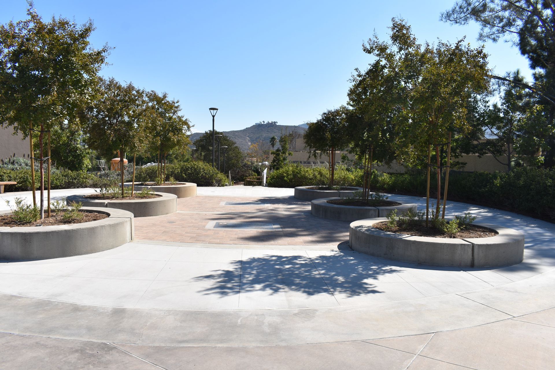 A row of trees in concrete planters in a park