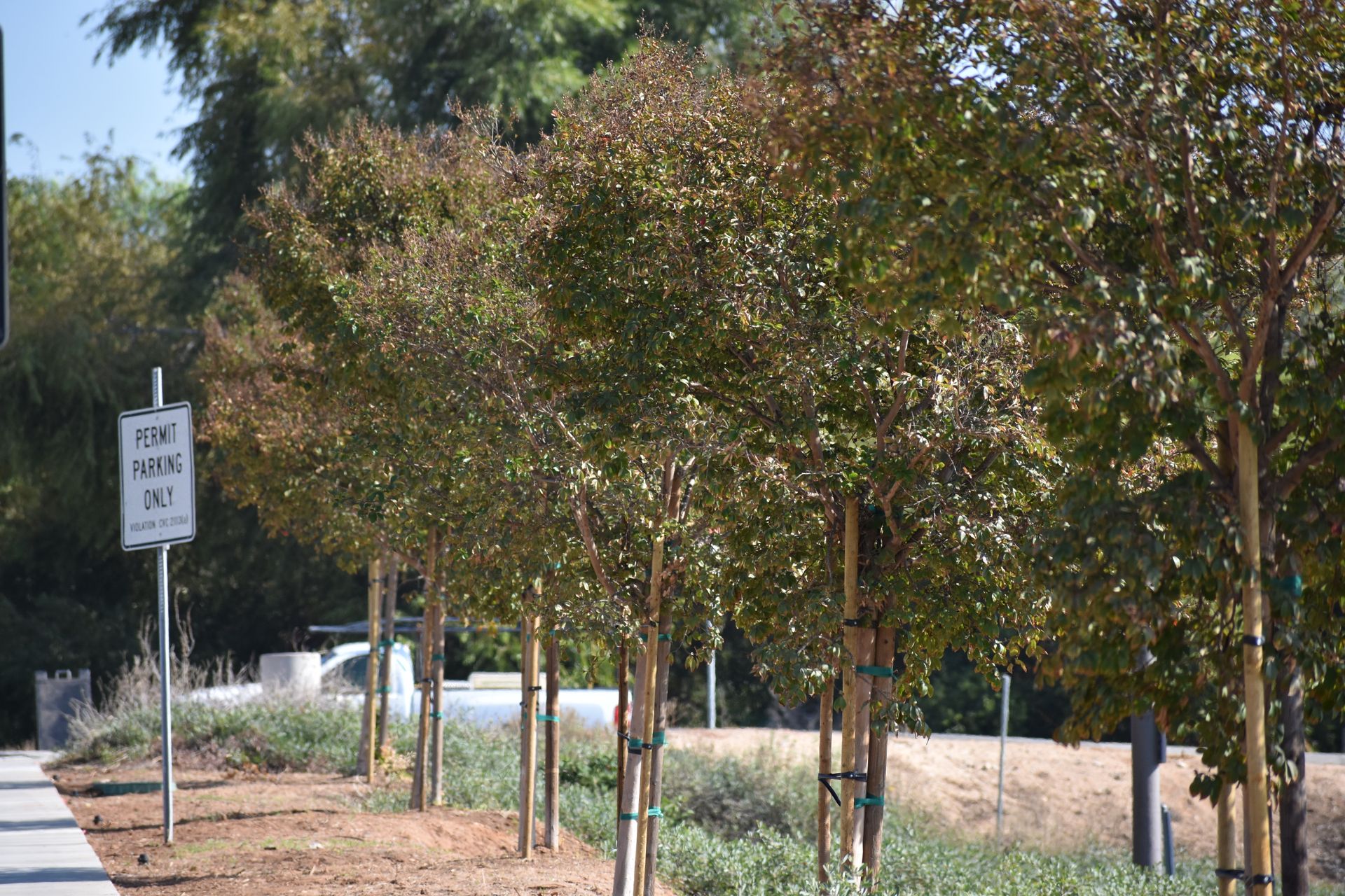 A row of trees along a sidewalk with a sign that says no parking on the side of the road.
