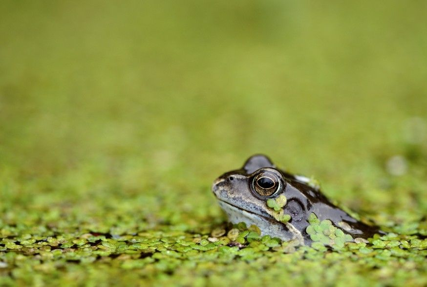 Profile view of frog peaking out from weed-covered water.