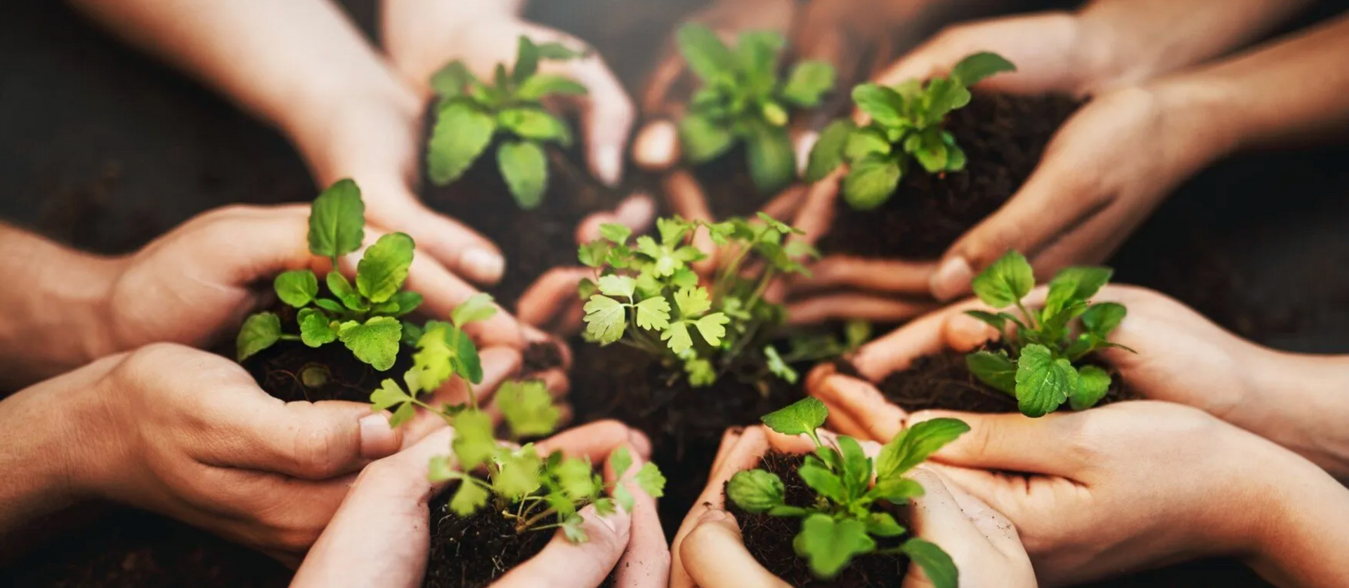 A group of people are holding small plants in their hands.