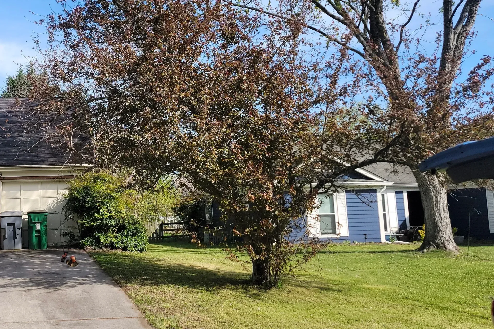 Professional arborist pruning a mature tree with careful intentional cuts for structural integrity