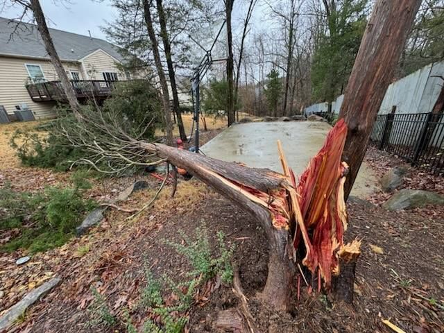 A fallen tree on a basketball court, split trunk exposes red wood; backyard setting, overcast.