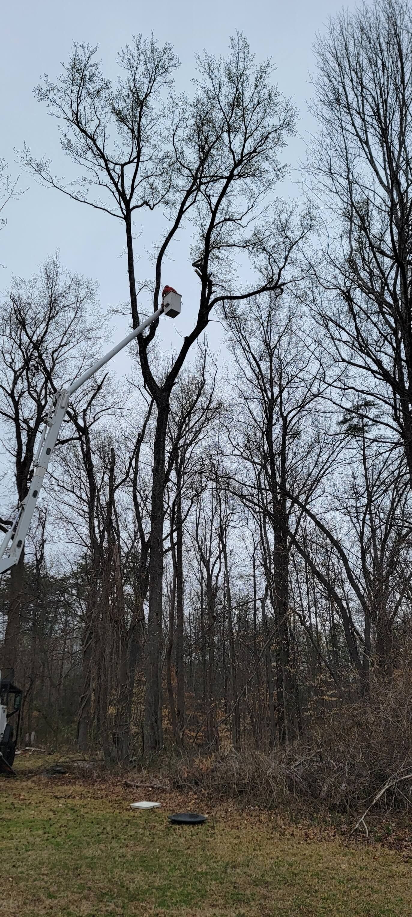 Tree Services