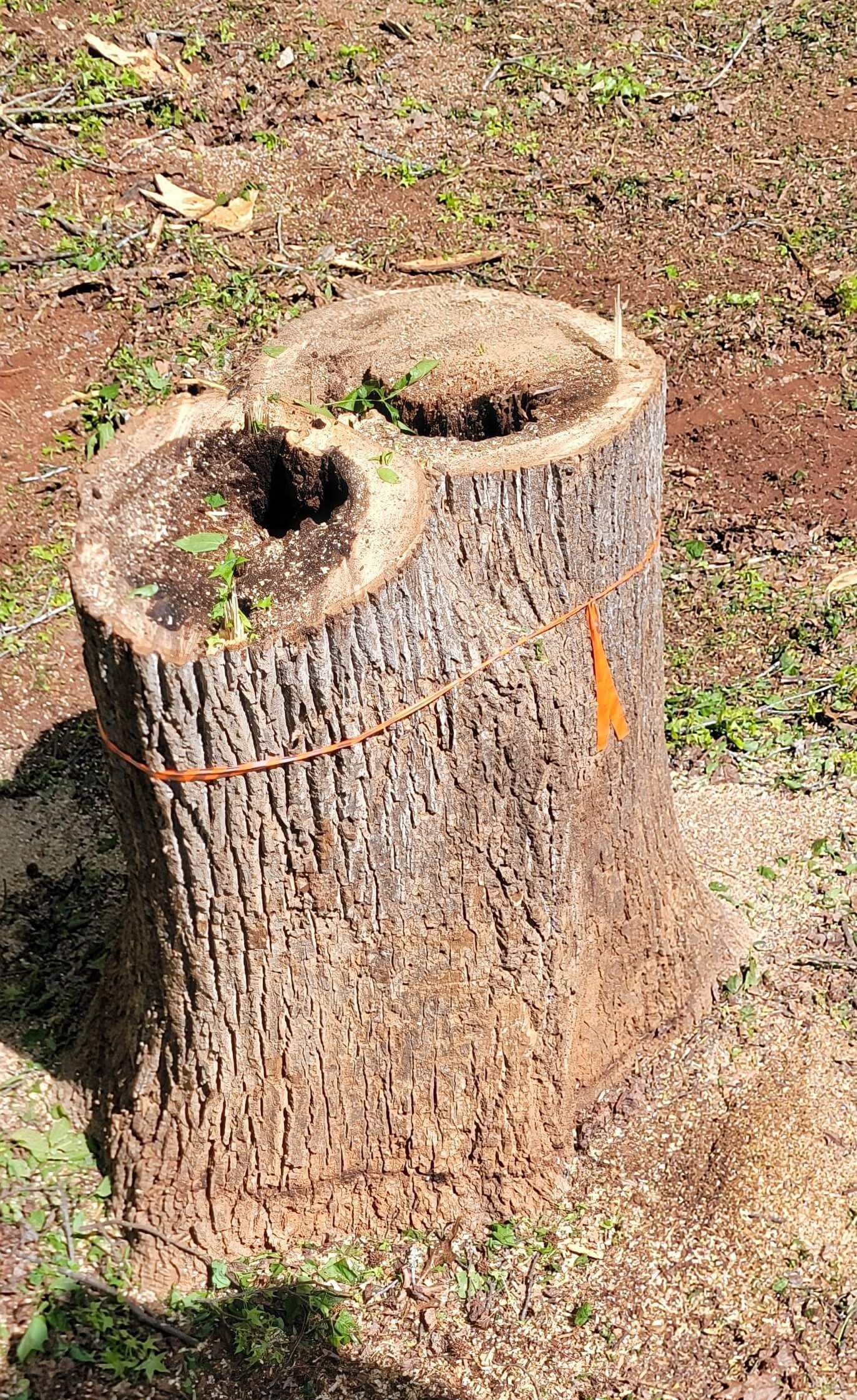 Tree stump with two hollowed-out sections, surrounded by wood shavings and green grass.