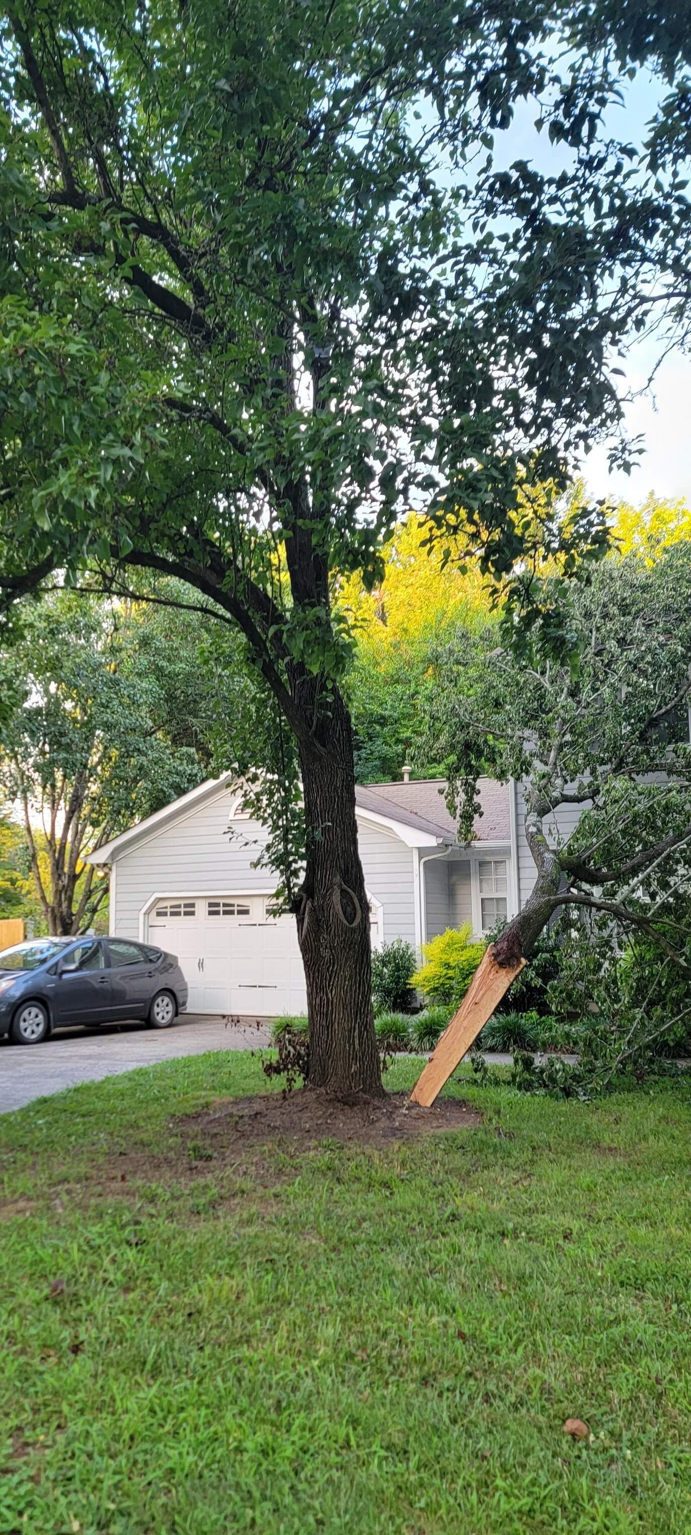 Tree Services