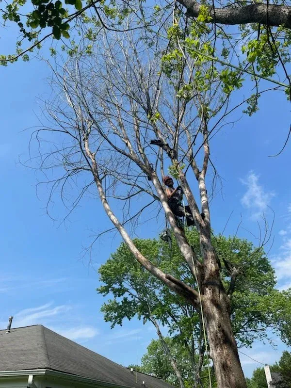 Person in tree with dead branches, wearing safety gear. Blue sky, green foliage, and building visible.