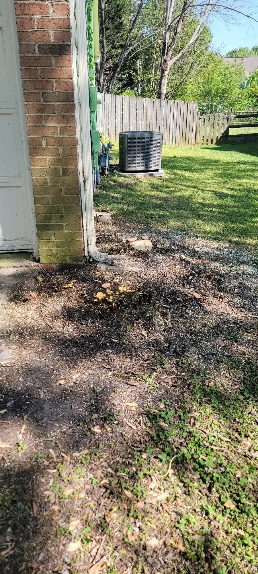 Mushrooms growing in dirt next to a brick building. Green grass and a fence in the background.