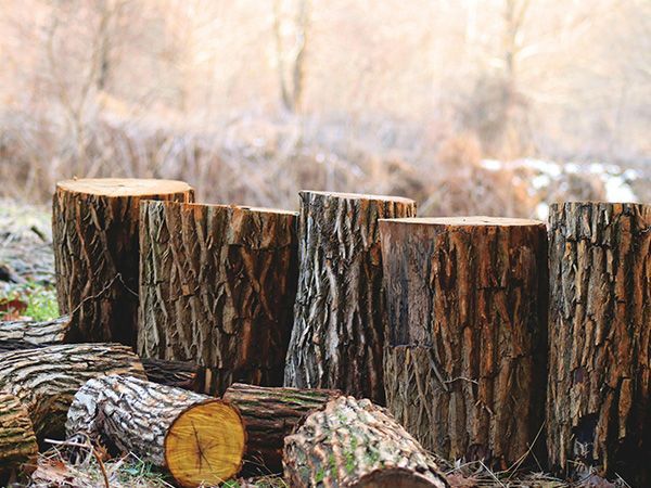 Blog Tree Services