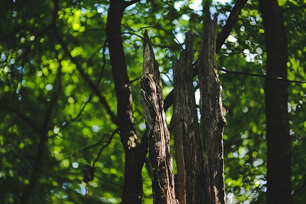 Broken tree trunk in a forest, sunlight filtering through green leaves.