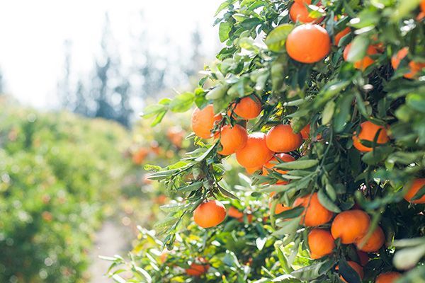 Orange tree laden with ripe oranges. Green leaves and a blurred orchard in the background. Sunny day.