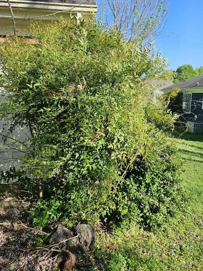 Large green bush growing next to a white house, with a grassy lawn visible.