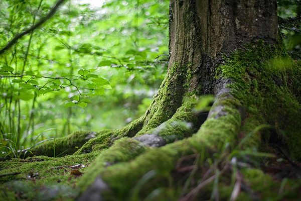trees projects