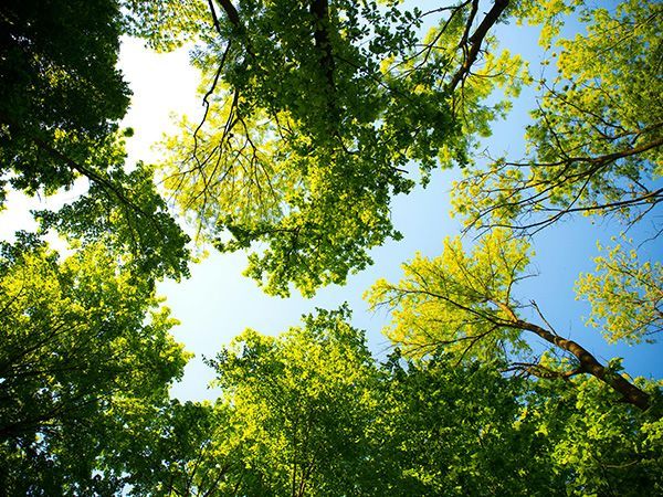 reviews Tree Services