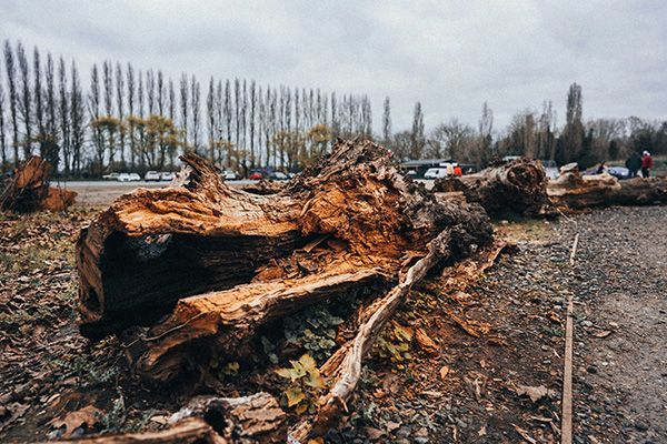 Decayed tree trunk on ground with park and cars in background. Overcast sky.