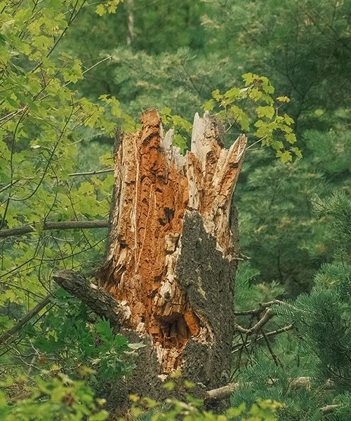 Tree Services