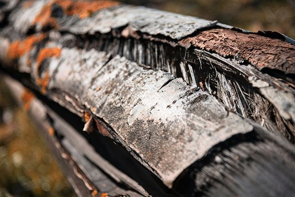Tree Disease & Infection Services

