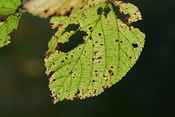 Tree Disease & Infection Services
