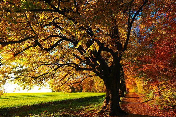 Autumn landscape: a path through vibrant orange and yellow trees, alongside a green field.