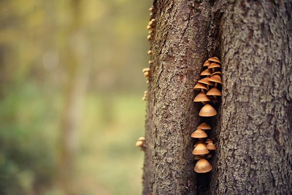 Tree Disease & Infection Services
