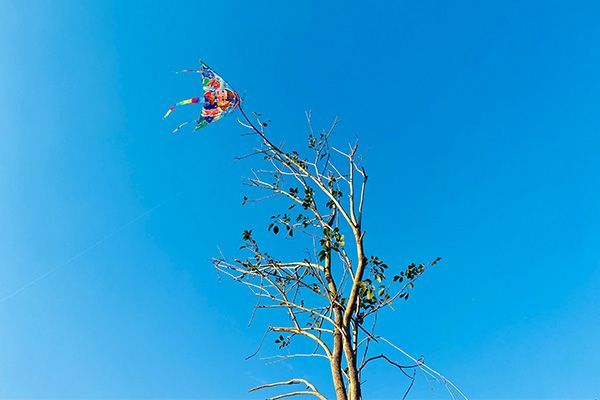 retrieval Tree Services