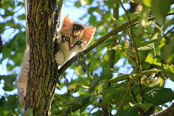 retrieval Tree Services