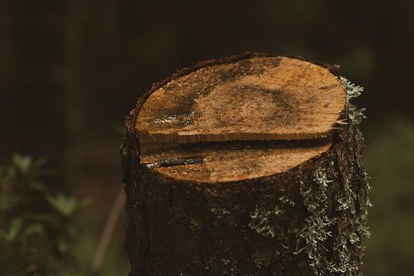 Stump Grinding
