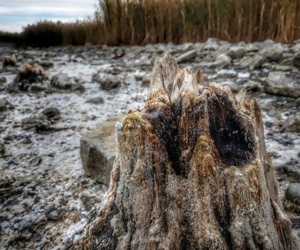 Close-up of weathered tree stump with textured surface, set in a desolate, salt-covered landscape.