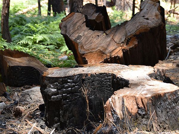 Charred tree stumps in a forest, black and brown. Ferns and trees in background, sunny.