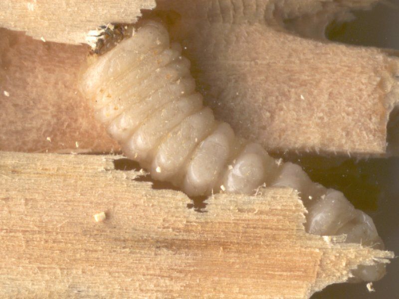 Larve d'insecte blanche dans des copeaux de bois sur une surface en bois brut