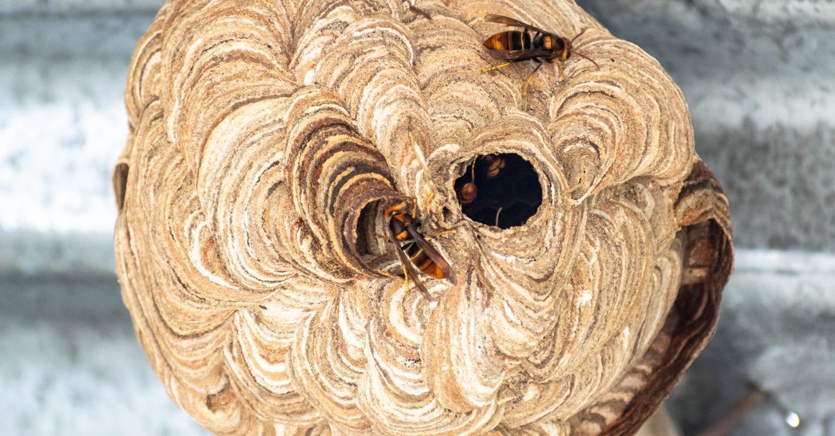 Nid de frelons accroché sous un toit