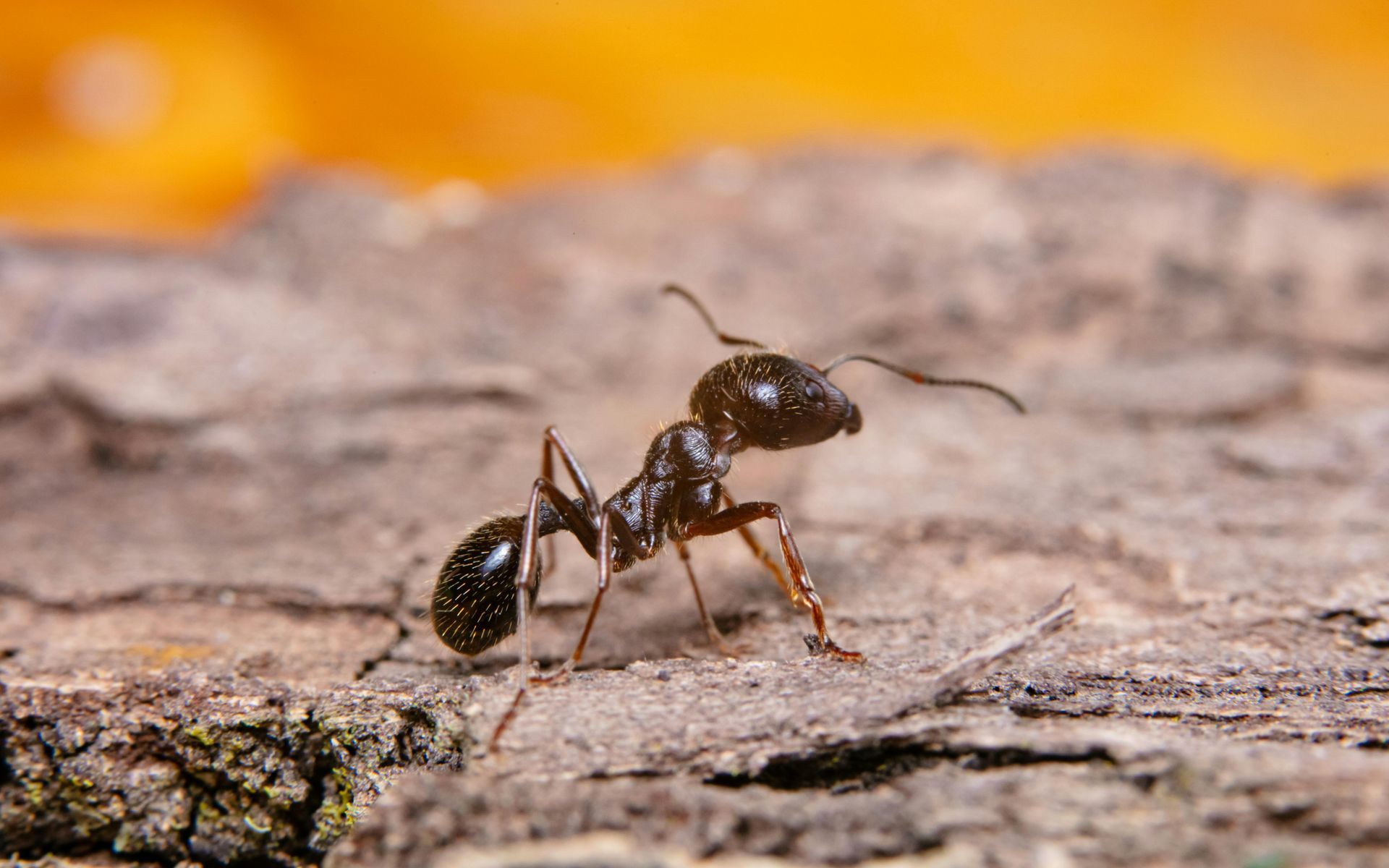 Gros plan d'une fourmi noire sur une écorce rugueuse, avec un arrière-plan orange flou
