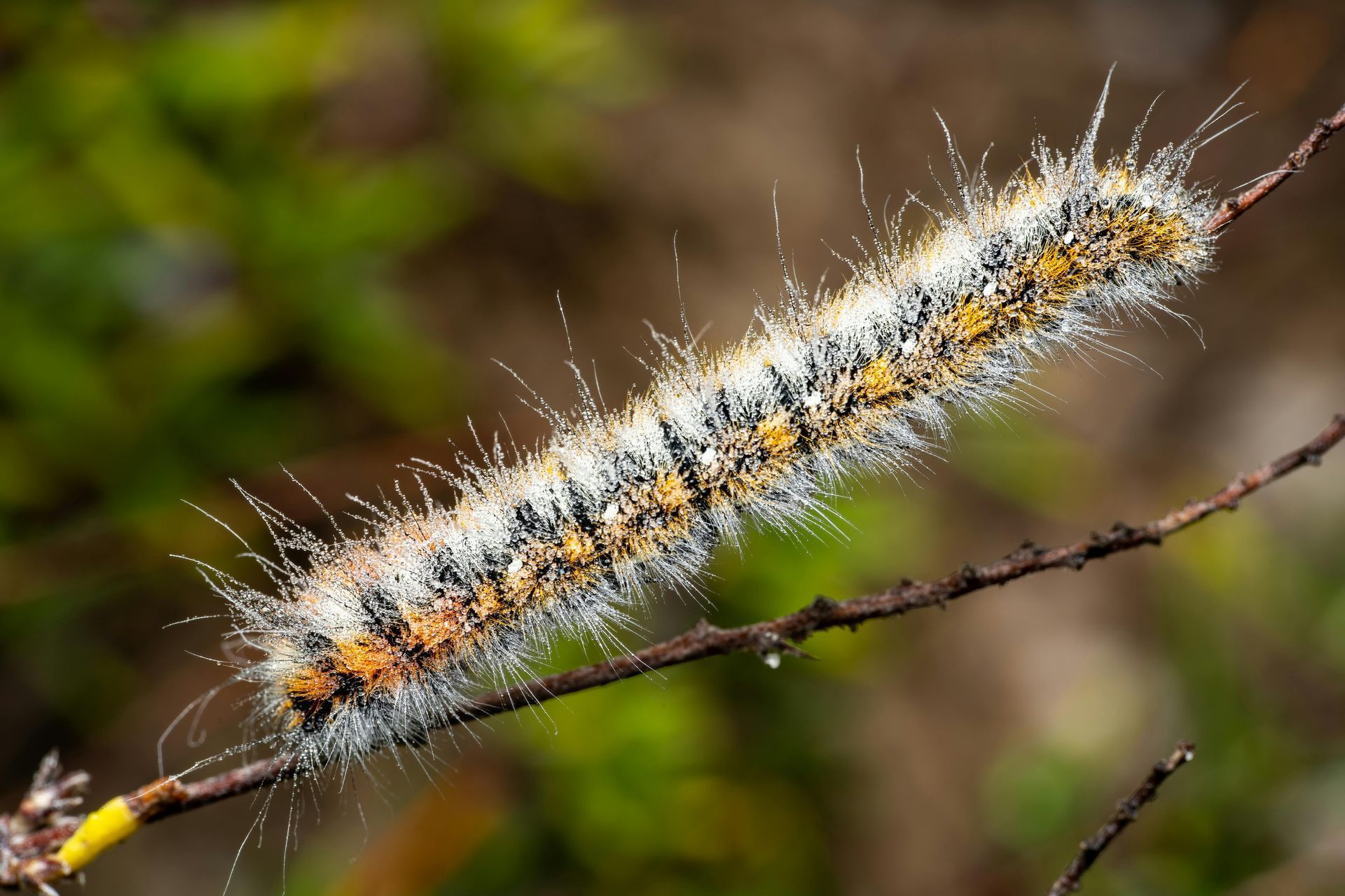 Une chenille velue, blanche et orange, posée sur une brindille, sur un fond flou vert-brun
