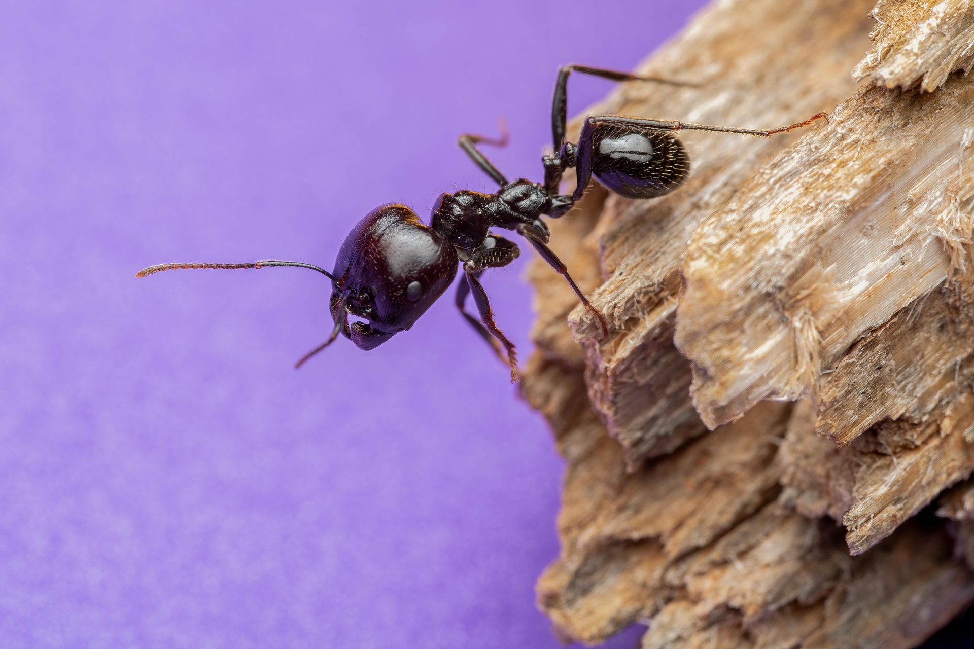 Une fourmi noire sur du bois texturé, sur fond violet