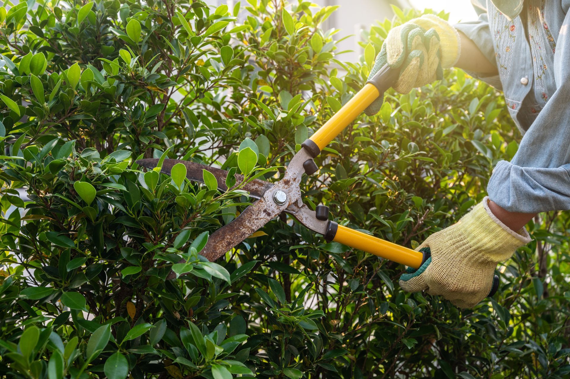 A person is cutting a bush with a pair of scissors.