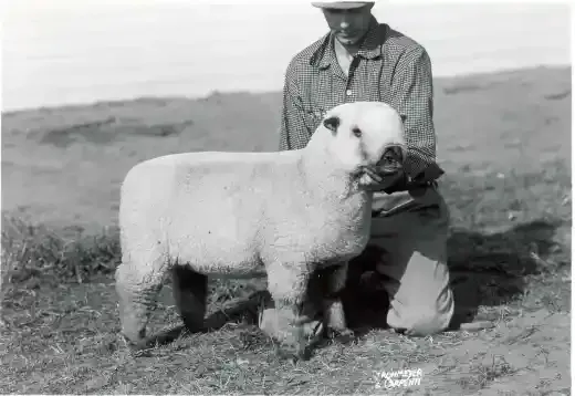 a black and white photo of a man kneeling next to a sheep .