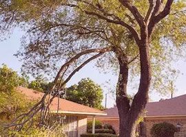 Large tree arching over houses in a sunny suburban yard