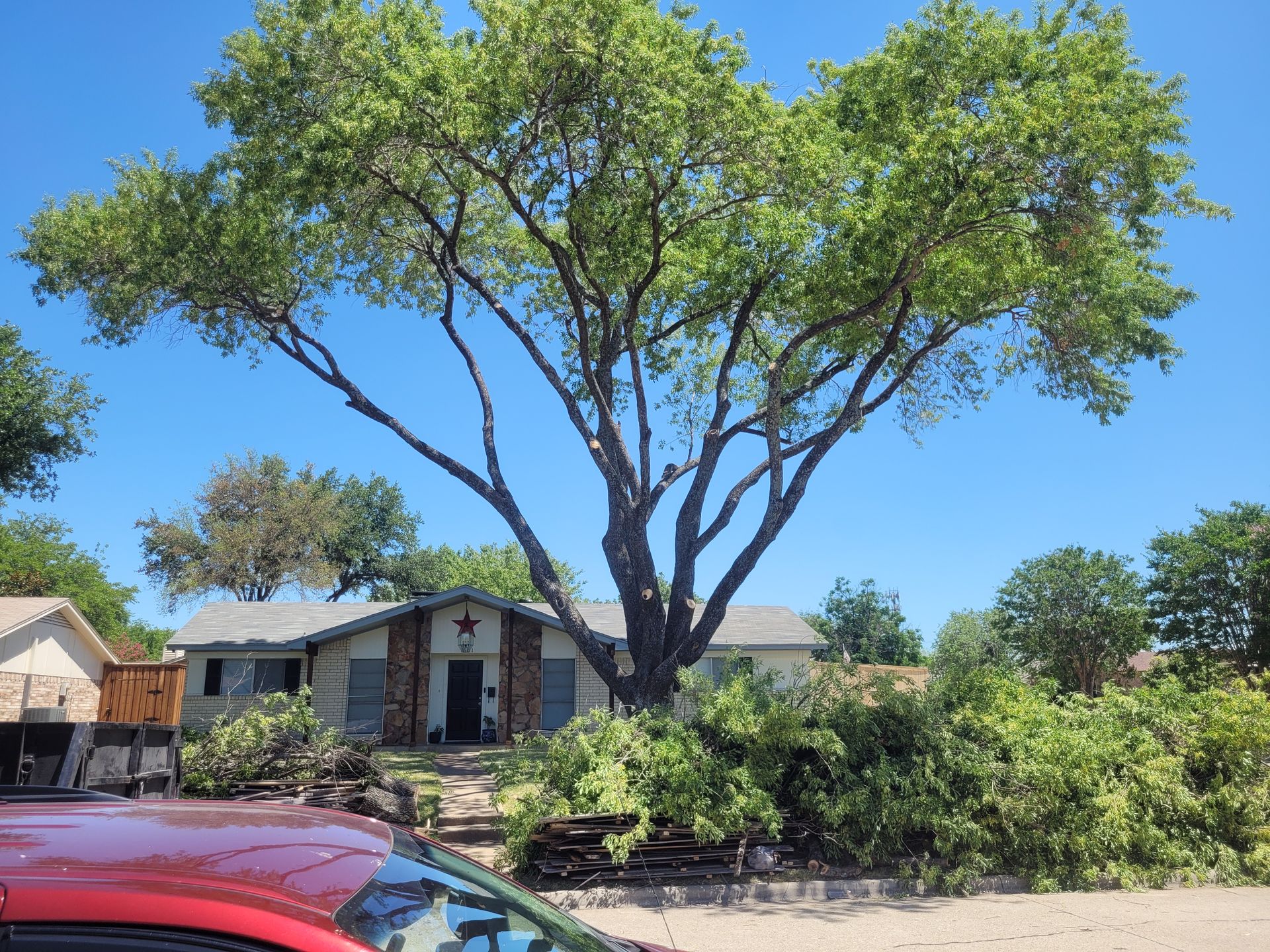 Large leafy tree in front of a small house, with a red car at the bottom edge under a clear blue sky.