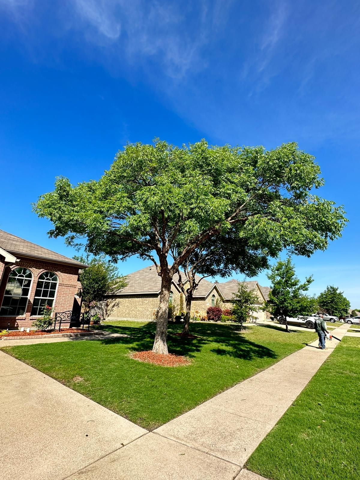 Courtyard with a leafy tree, green lawn, and walkways under a bright blue sky.