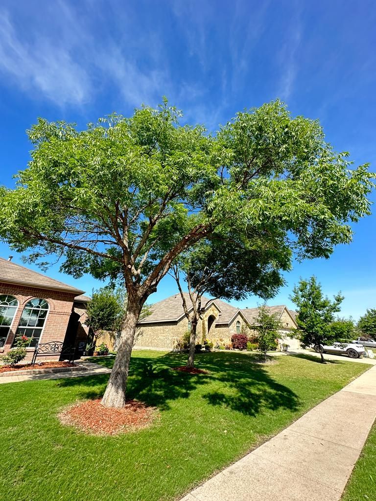 Tree in a sunny suburban yard beside a sidewalk and houses under a blue sky