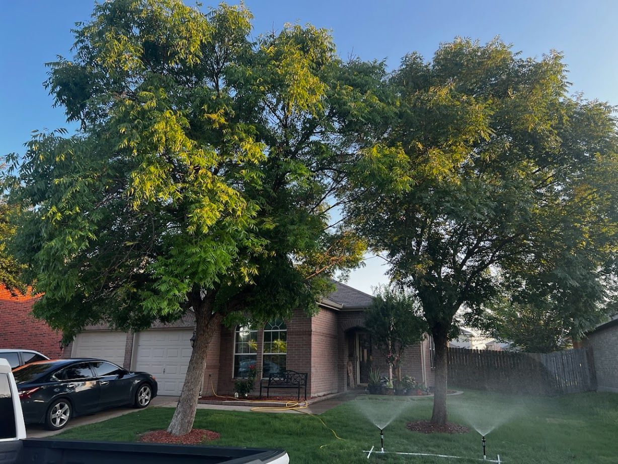 Front yard with large trees, a house, parked car, and lawn sprinklers spraying water at dusk