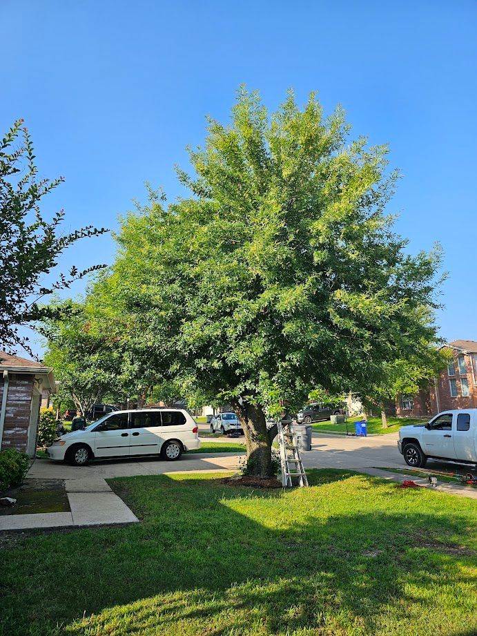 Suburban front yard with a large leafy tree, green lawn, parked cars, and a bright blue sky.