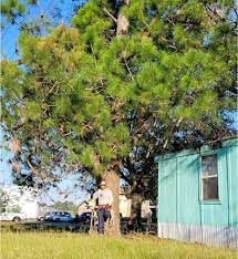 Person standing by a large pine tree beside a turquoise house in a grassy yard