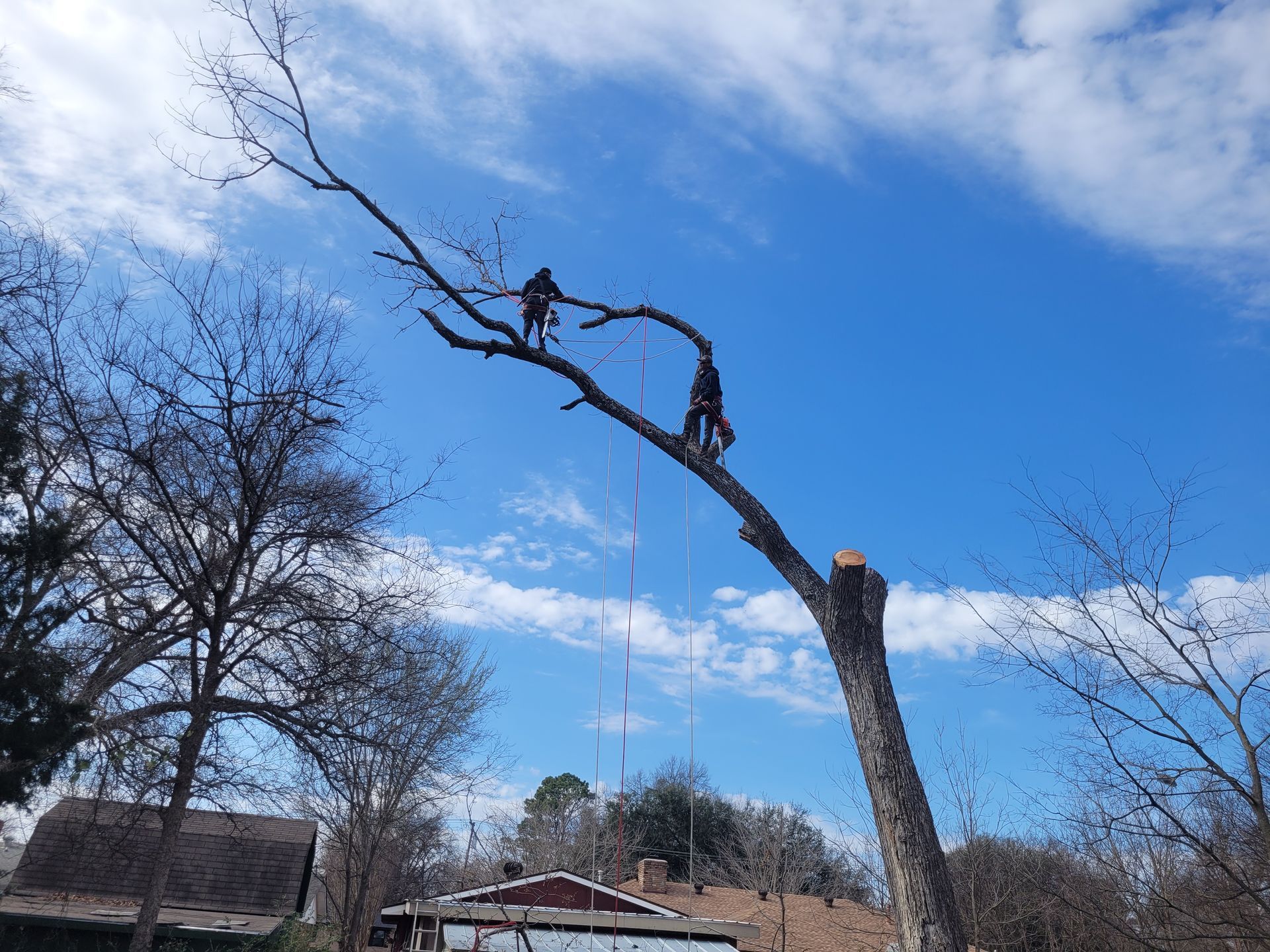 Worker trimming a tall tree against a blue sky in a residential yard