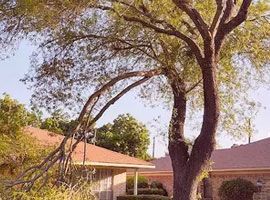Large tree arching over suburban houses with red roofs in a sunny yard