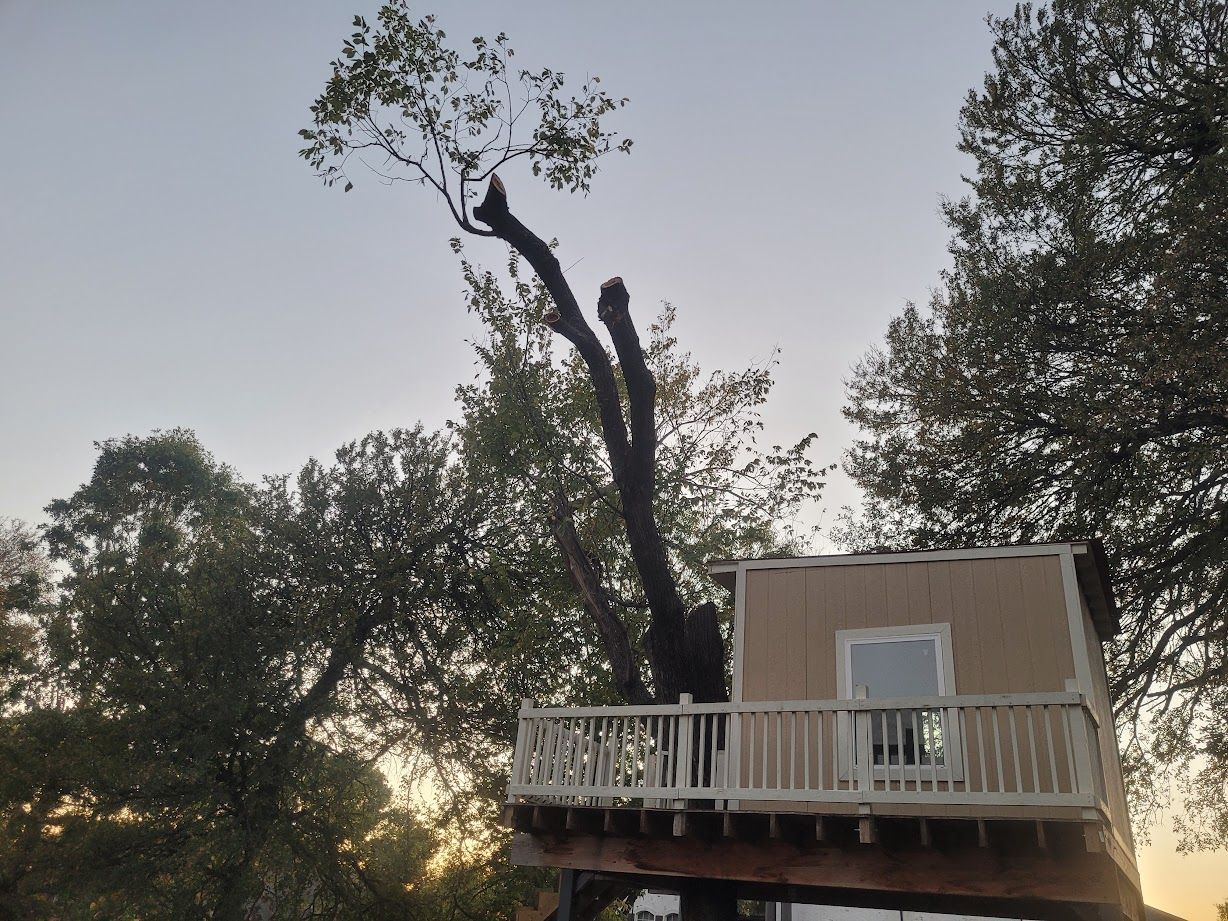 Treehouse deck among trees at dusk with a bare, split tree trunk nearby