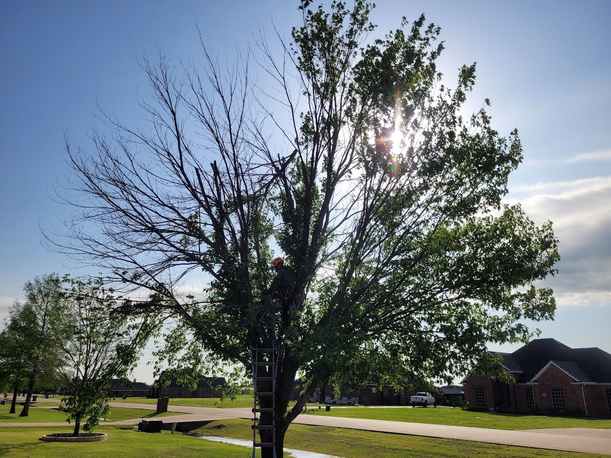 Sunlit park with a large tree, smaller trees, and a brick building under a clear blue sky
