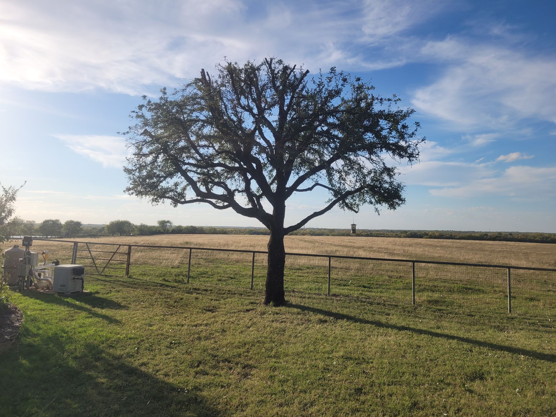 Leafless tree in a sunlit grassy field beside a wire fence under a blue sky.