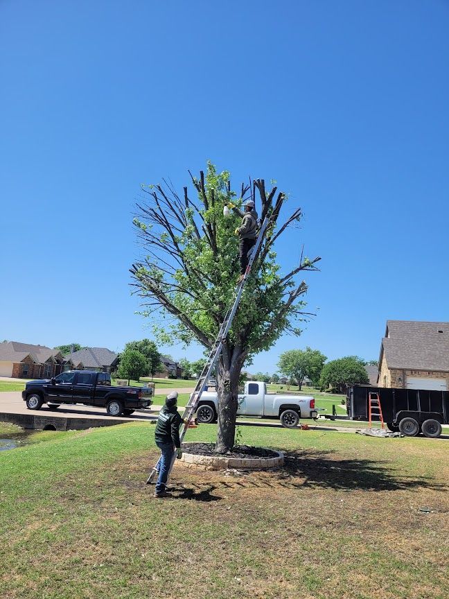 Worker pruning a tree in a suburban yard under a clear blue sky