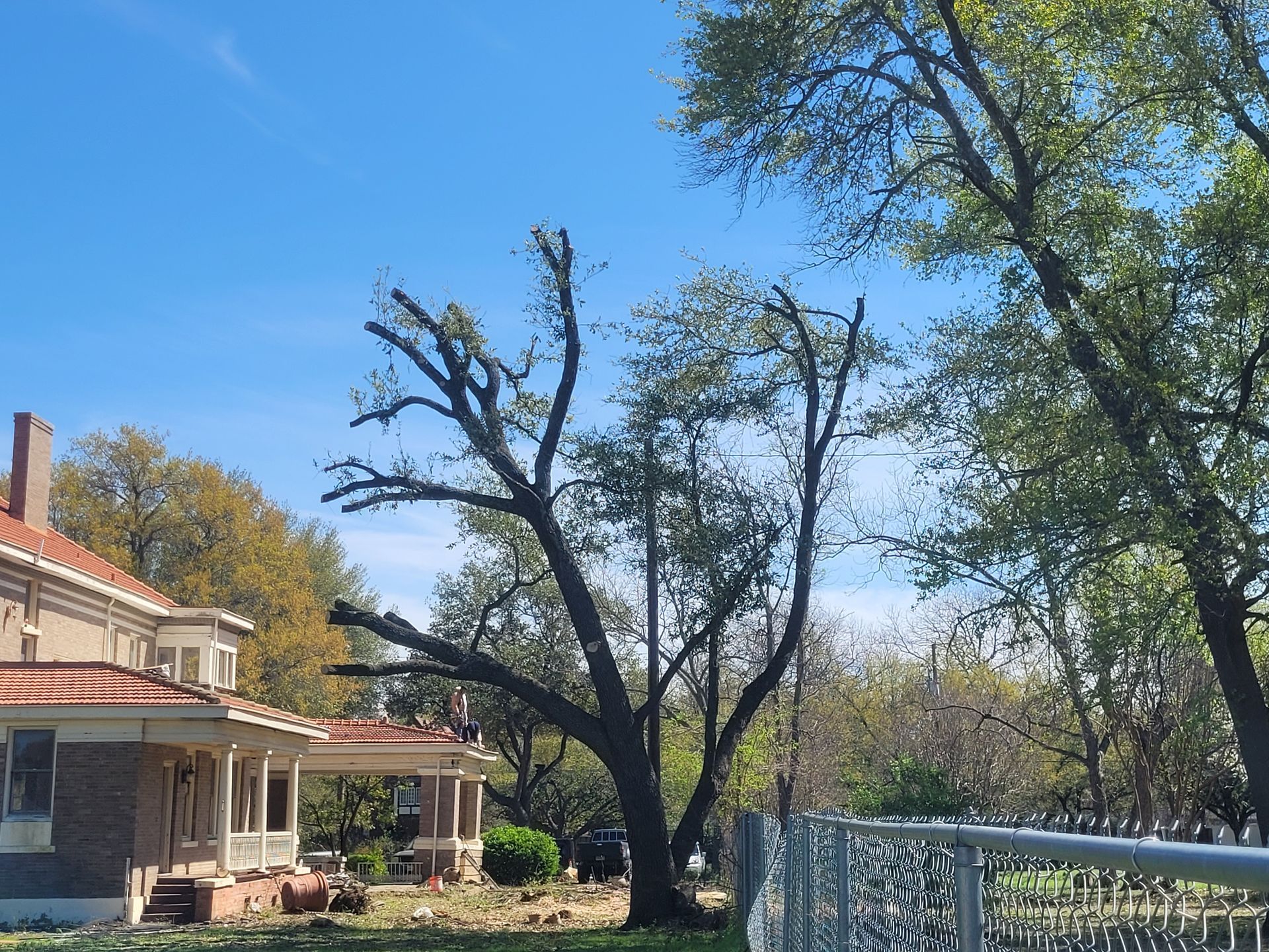 House porch and large leafless tree in a sunny yard under a blue sky
